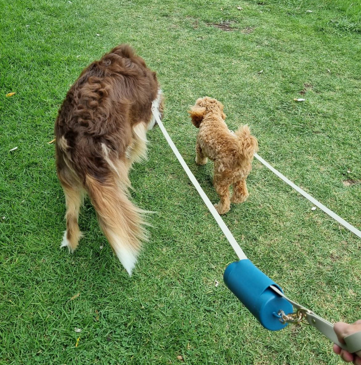 Dogs walking, lead, dogs.