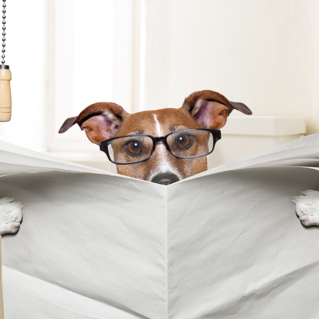 Unleashing the Scoop on Doggy Doo: The Pursuit of Cleaner Dog Waste Management