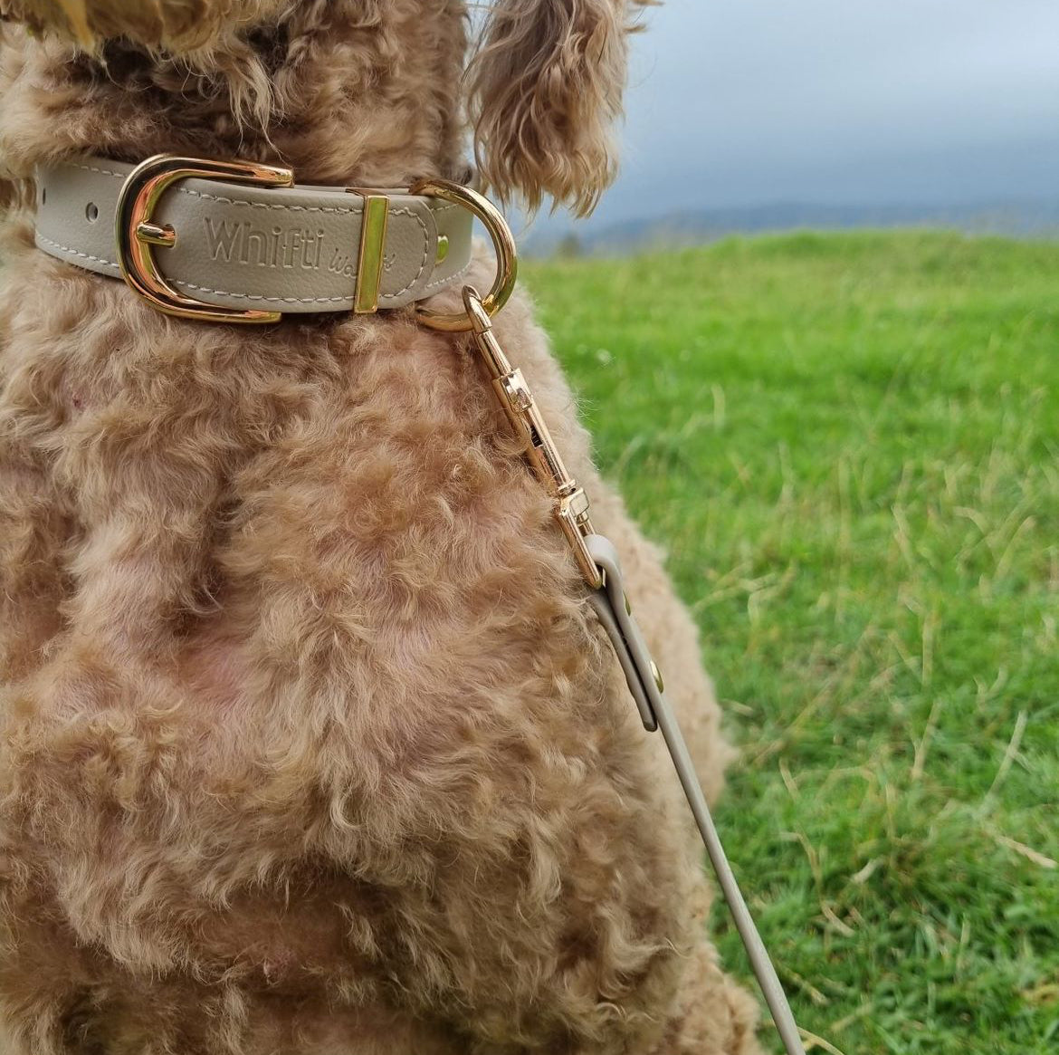 Vegan Leather Dogs collar in Latte