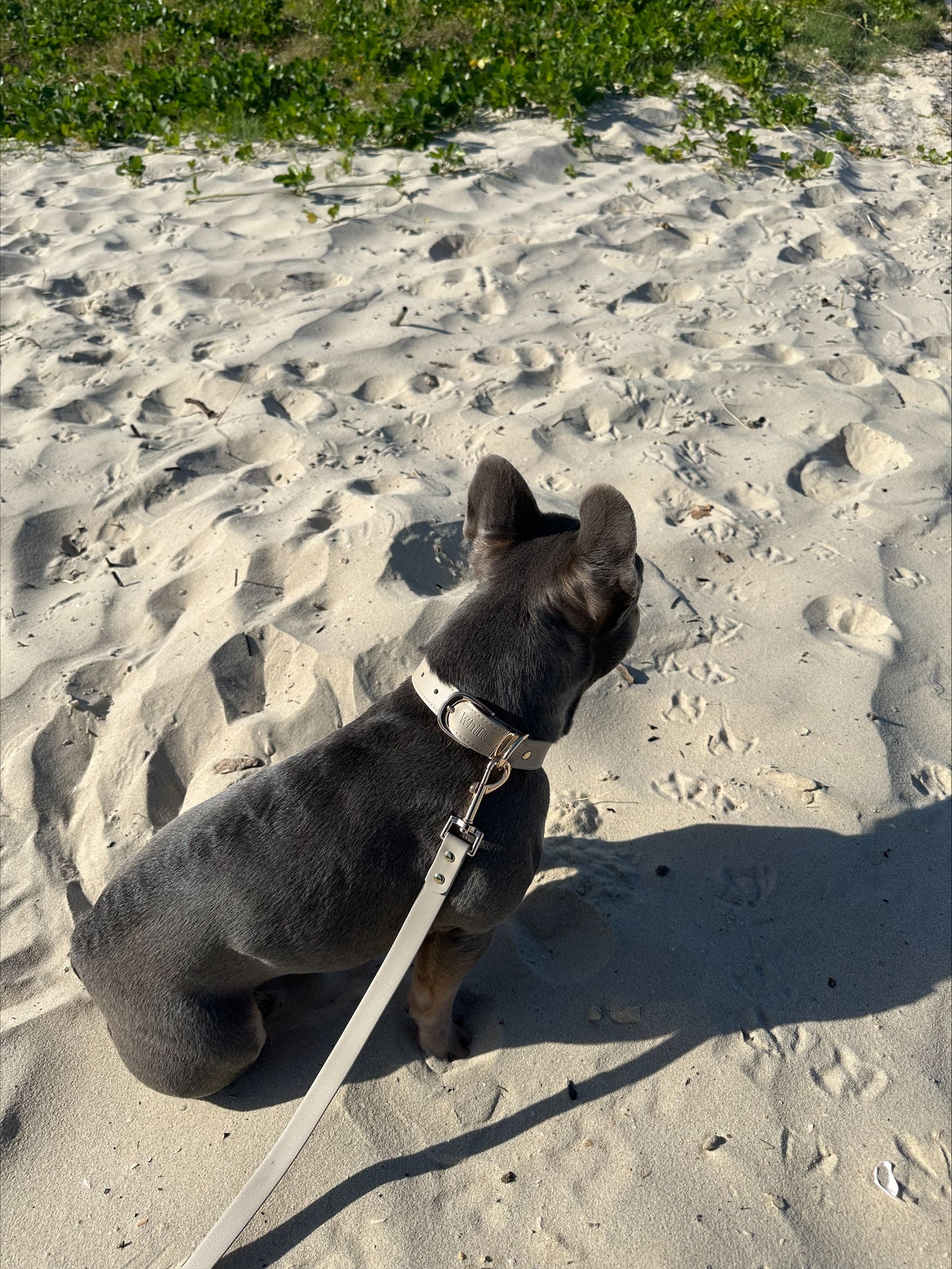 Vegan Leather Dogs collar in Latte