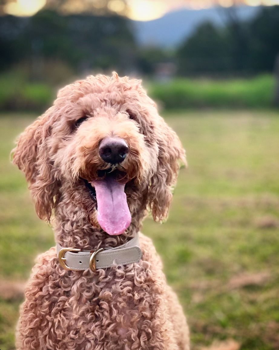 Vegan Leather Dogs collar in Latte